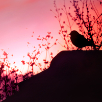 Buy canvas prints of Bird in the Sunset by Heather Wise