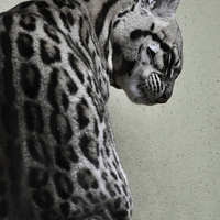 Buy canvas prints of Ocelot Wild Cat by Heather Wise