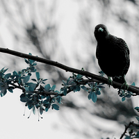 Buy canvas prints of Nosey Starling by Heather Wise