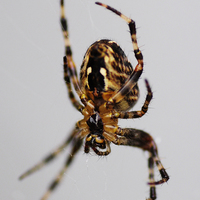 Buy canvas prints of Spider by Heather Wise