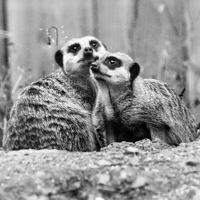 Buy canvas prints of Meerkat Couple by Heather Wise