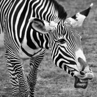 Buy canvas prints of Laughing Zebra by Heather Wise