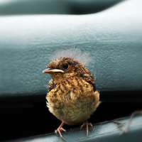 Buy canvas prints of Robin Chick by Heather Wise