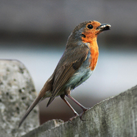Buy canvas prints of Robin with Worm by Heather Wise