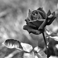 Buy canvas prints of Red Rose in Black and White by Heather Wise