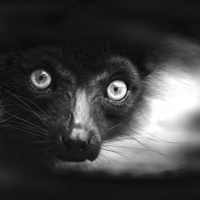 Buy canvas prints of Peeking Ring-Tailed Lemur in Black and White by Heather Wise