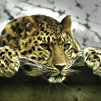 Buy canvas prints of Amur Leopard by Heather Wise