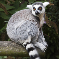 Buy canvas prints of Ring-Tailed Lemur by Heather Wise