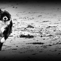 Buy canvas prints of Border Collie - The Chase by Heather Wise