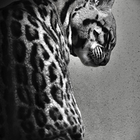 Buy canvas prints of Ocelot Wild Cat in Black and White by Heather Wise