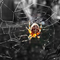 Buy canvas prints of Garden Spider in the Sun by Sam Hay