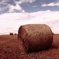 Buy canvas prints of Straw Bale by Darren Turner