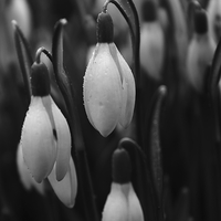 Buy canvas prints of Snow Drops by Darren Turner