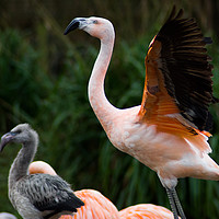 Buy canvas prints of flamingo and young by keith franklin