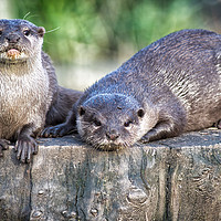 Buy canvas prints of pair of asian short clawed otters by keith franklin