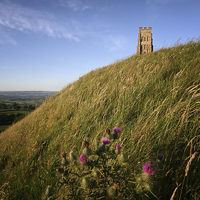 Buy canvas prints of Glastonbury Tor and a Thistle by Nick Pound