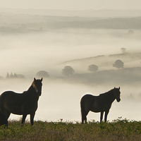 Buy canvas prints of Exmoor Ponies on Winsford Hill by Nick Pound