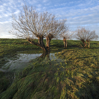 Buy canvas prints of Willow Trees by Nick Pound