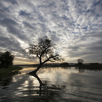 Buy canvas prints of The River Parrett in Flood at sunrise by Nick Pound