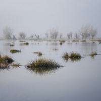 Buy canvas prints of Wetland Willows  by Nick Pound