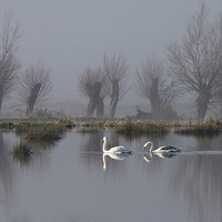 Buy canvas prints of Swans and Willows by Nick Pound