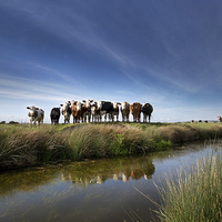 Buy canvas prints of The Watchers on the Somerset Levels by Nick Pound