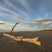 Buy canvas prints of Driftwood by Nick Pound