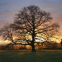 Buy canvas prints of Tree and Winter Sunset by Nick Pound