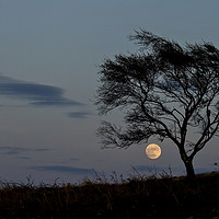 Buy canvas prints of Moonrise on the Mendips by Nick Pound