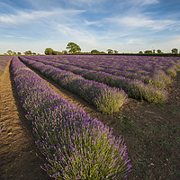 Buy canvas prints of Lavender Field by Nick Pound