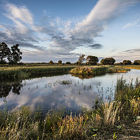 Buy canvas prints of Ham Wall Nature Reserve by Nick Pound