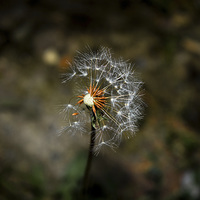 Buy canvas prints of dandelion by Cristian Budeanu