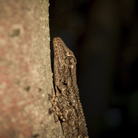 Buy canvas prints of Lizard by Cristian Budeanu