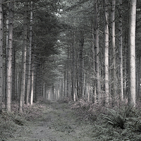 Buy canvas prints of Forest at Dusk by Jonathan Parkes