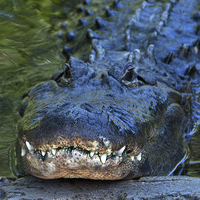 Buy canvas prints of Gator Emerging by Jonathan Parkes