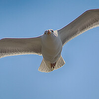 Buy canvas prints of gull by sean clifford