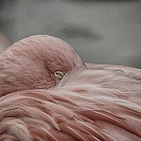 Buy canvas prints of A close up of a bird by sean clifford