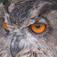 Buy canvas prints of Eagle Owl by sean clifford