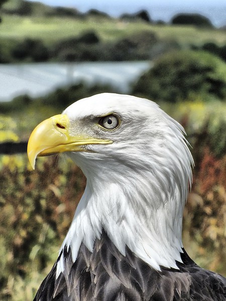 Bold Eagle Picture Board by sean clifford