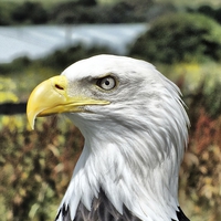Buy canvas prints of Bold Eagle by sean clifford