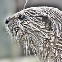 Buy canvas prints of short clawed otter by sean clifford