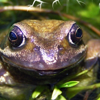 Buy canvas prints of common frog by sean clifford