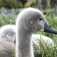 Buy canvas prints of Baby swan by sean clifford