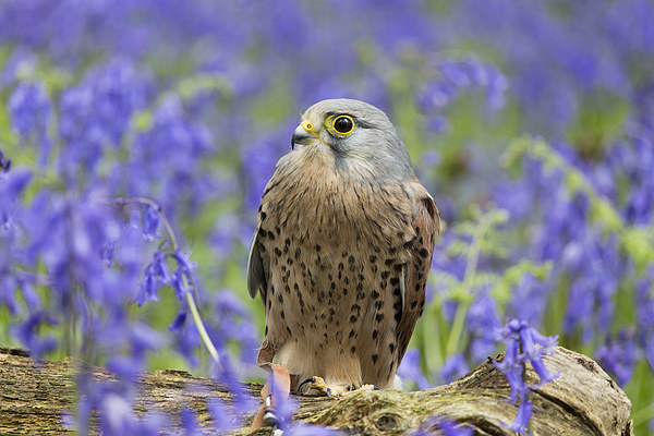  Kestrel and blue bells Picture Board by sean clifford