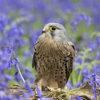Buy canvas prints of  Kestrel and blue bells by sean clifford
