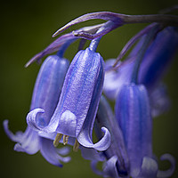 Buy canvas prints of Blue Bells by sean clifford