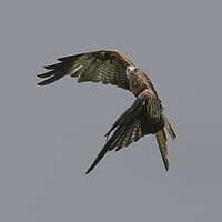 Buy canvas prints of Red Kite by sean clifford
