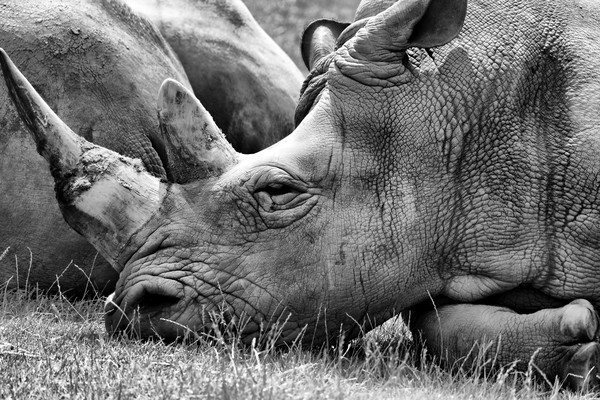 Rhino in b&w Picture Board by sean clifford