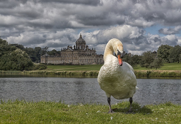 Swan and stately  Picture Board by sean clifford