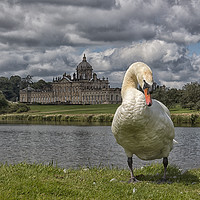 Buy canvas prints of Swan and stately  by sean clifford